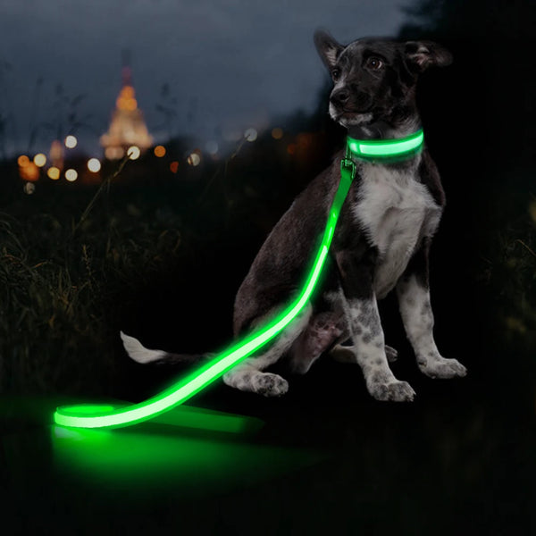 Illuminating Dog Led Rope